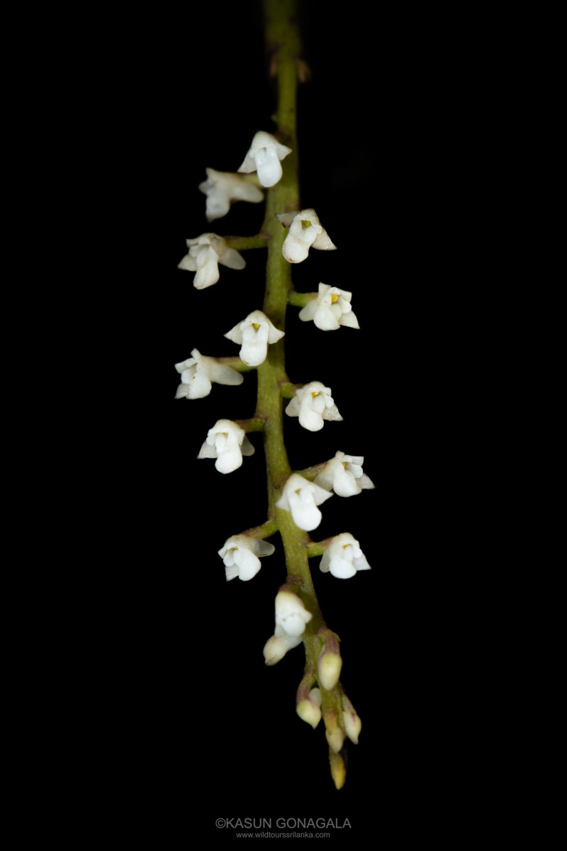 Schoenorchis tortifolia (Jayaw.) Garay
